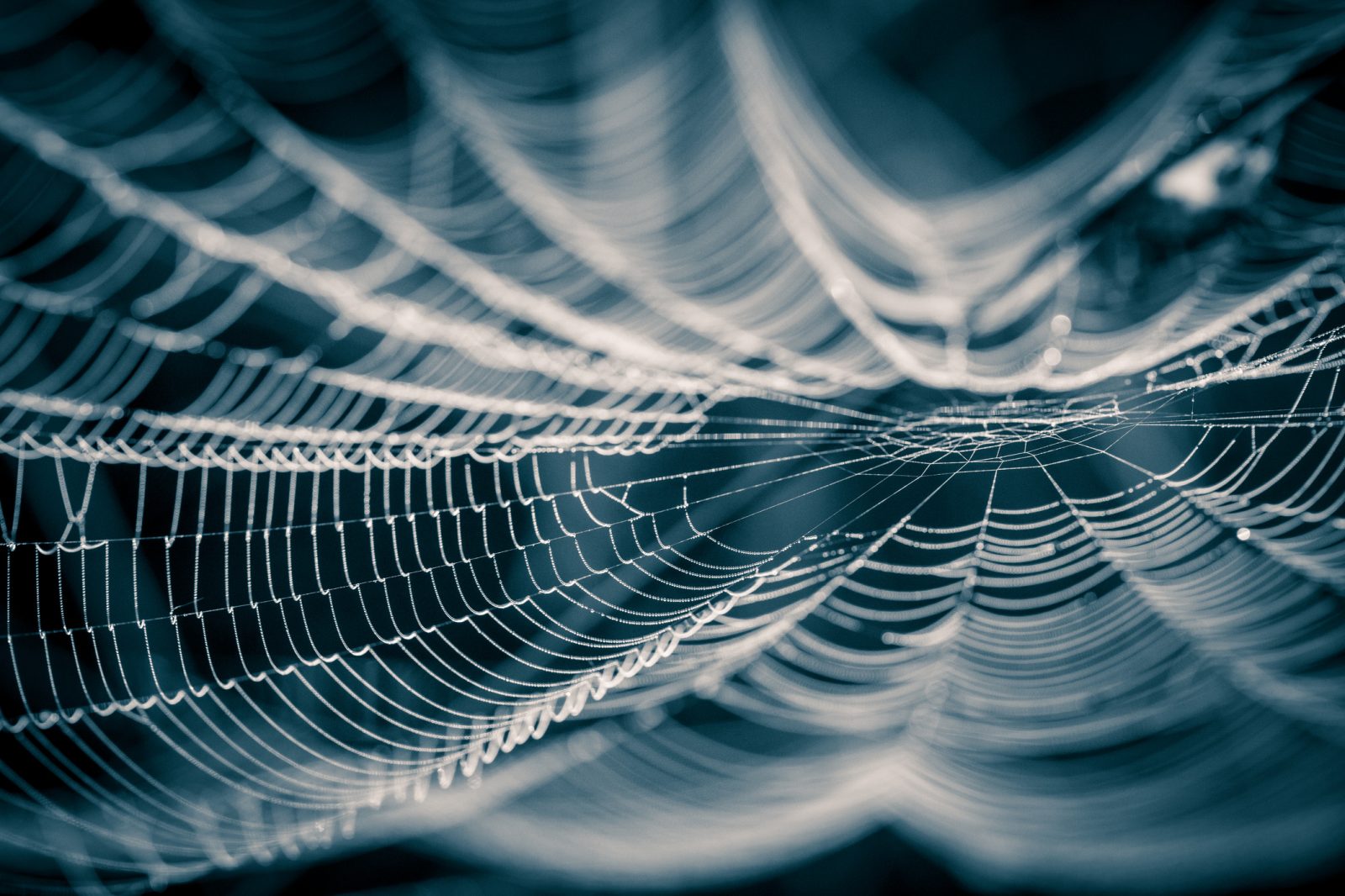 Background image: Spider Web