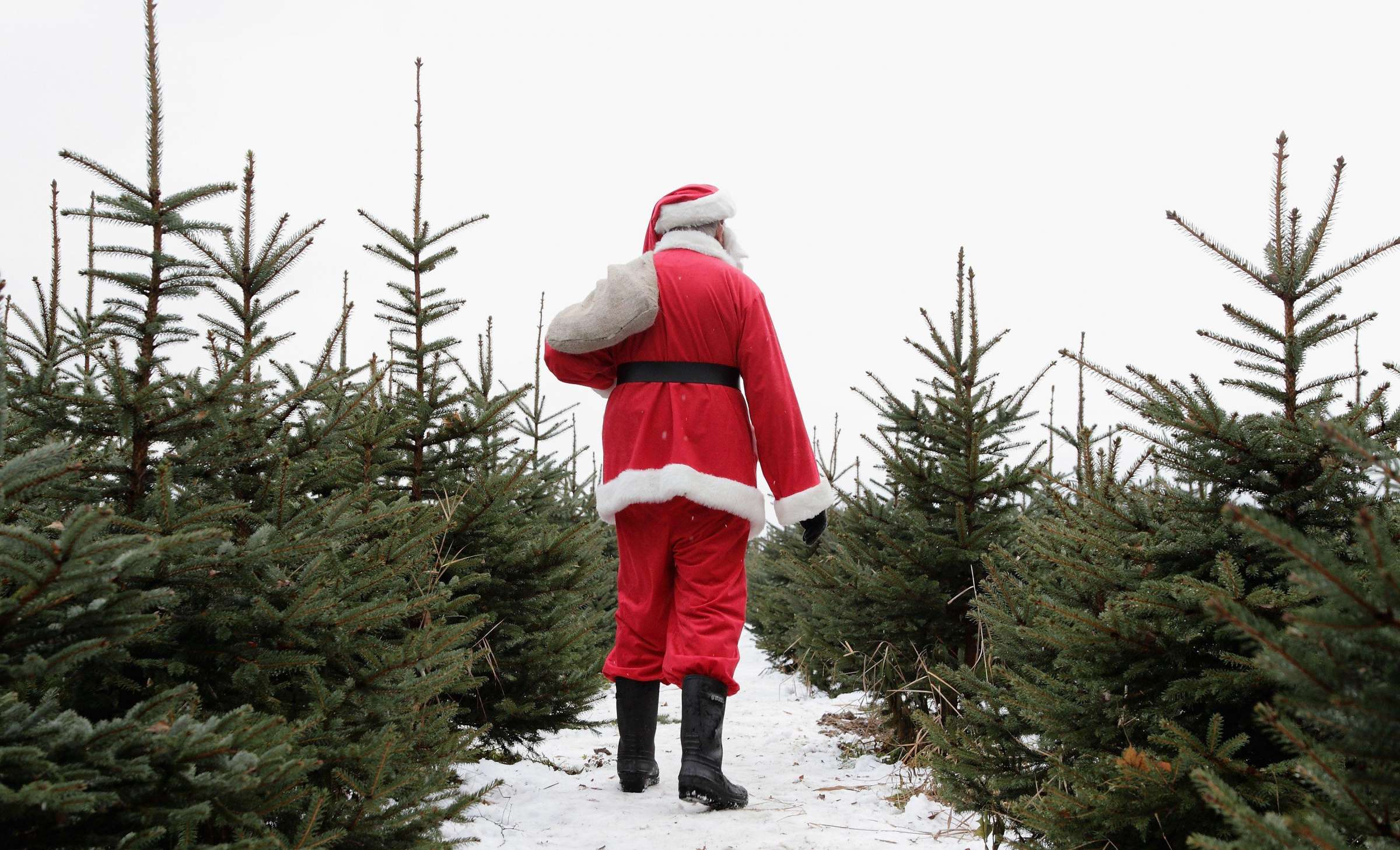 Background image: Christmas Trees Santa