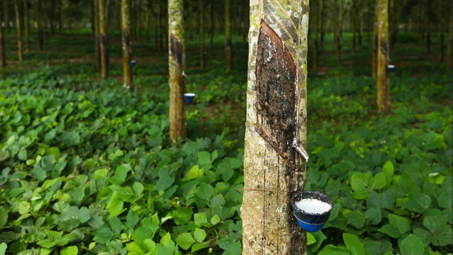 Growing need for deforestation-free rubber as tire demand destroys